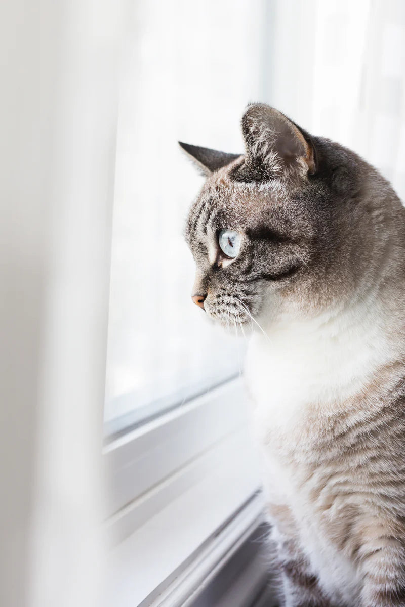 <p><strong>EVERYTHING FOR YOUR CAT</strong></p>